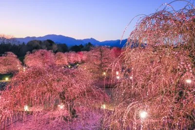 無料壁紙 夕闇に染まる梅園。PCとデスクトップ壁紙に最適な4K高画質の無料壁紙。三重県鈴鹿市の鈴鹿の森庭園で撮影したフリー写真素材