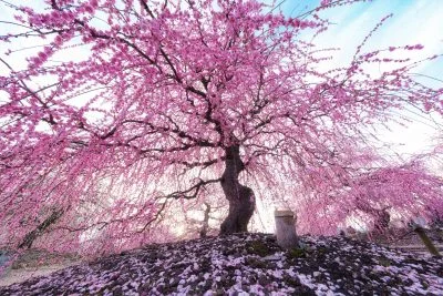 無料壁紙 降り注ぐ梅のシャンデリアと梅の絨毯。PCとデスクトップ壁紙に最適な4K高画質の無料壁紙。三重県鈴鹿市の鈴鹿の森庭園で撮影したフリー写真素材