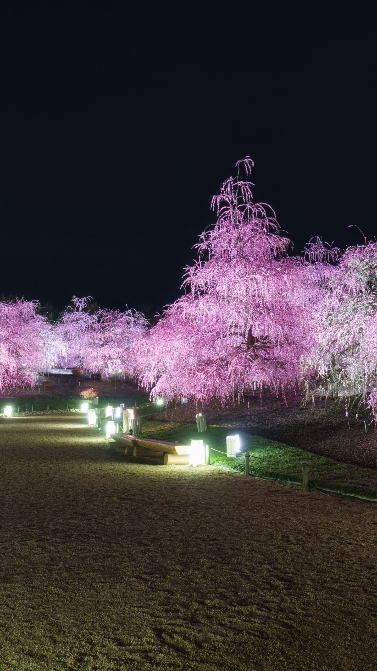 圧巻の梅ライトアップ(三重県鈴鹿市・鈴鹿の森庭園)