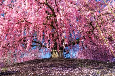 無料壁紙 青空と地の龍。PCとデスクトップ壁紙に最適な4K高画質の無料壁紙。三重県鈴鹿市の鈴鹿の森庭園で撮影したフリー写真素材