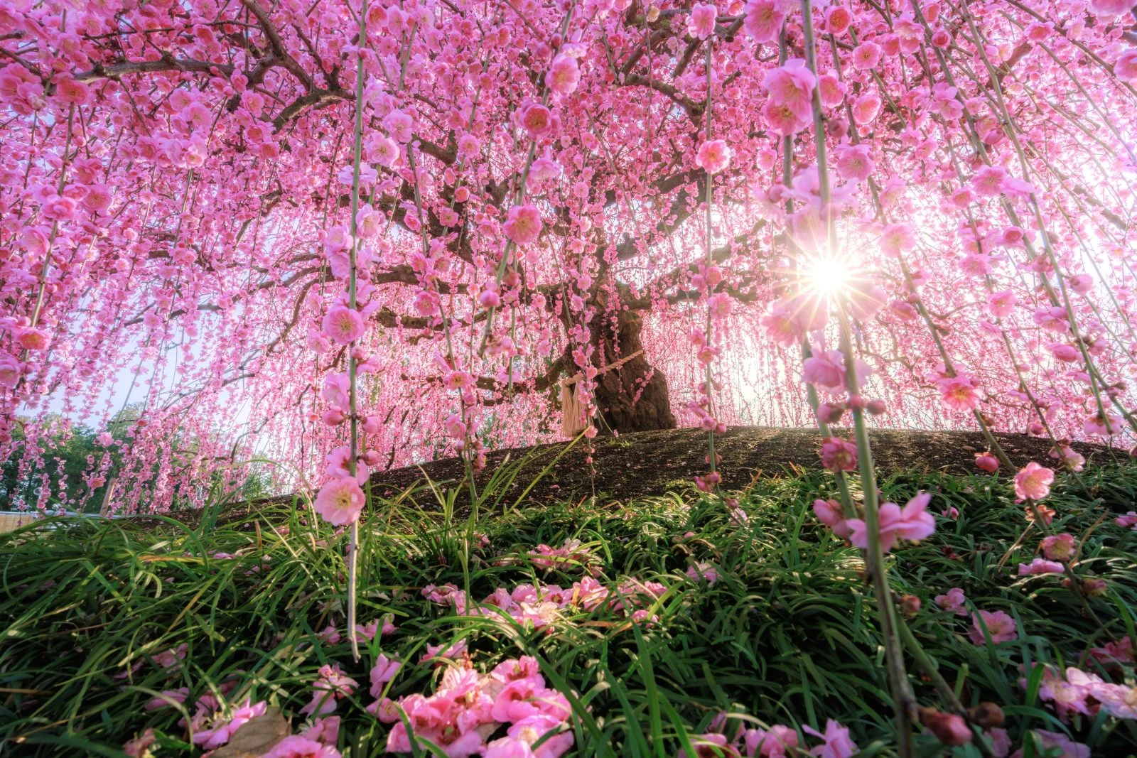 無料壁紙 神々しい光が指す天の龍。PCとデスクトップ壁紙に最適な4K高画質の無料壁紙。三重県鈴鹿市の鈴鹿の森庭園で撮影したフリー写真素材