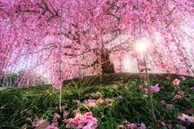 無料壁紙 神々しい光が指す天の龍。PCとデスクトップ壁紙に最適な4K高画質の無料壁紙。三重県鈴鹿市の鈴鹿の森庭園で撮影したフリー写真素材