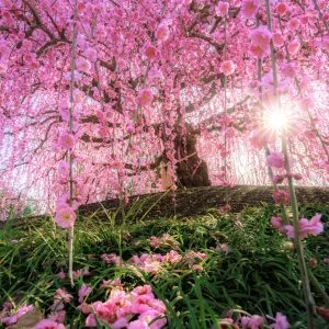 無料壁紙 神々しい光が指す天の龍。PCとデスクトップ壁紙に最適な4K高画質の無料壁紙。三重県鈴鹿市の鈴鹿の森庭園で撮影したフリー写真素材