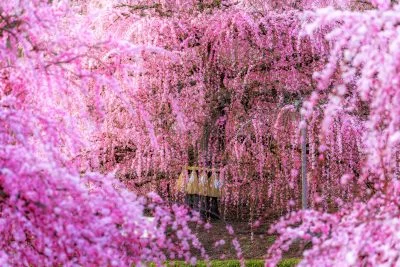 無料壁紙 しだれ梅の隙間から除く巨大しだれ梅。PCとデスクトップ壁紙に最適な4K高画質の無料壁紙。三重県鈴鹿市の鈴鹿の森庭園で撮影したフリー写真素材