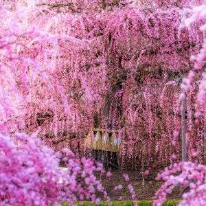 無料壁紙 しだれ梅の隙間から除く巨大しだれ梅。PCとデスクトップ壁紙に最適な4K高画質の無料壁紙。三重県鈴鹿市の鈴鹿の森庭園で撮影したフリー写真素材