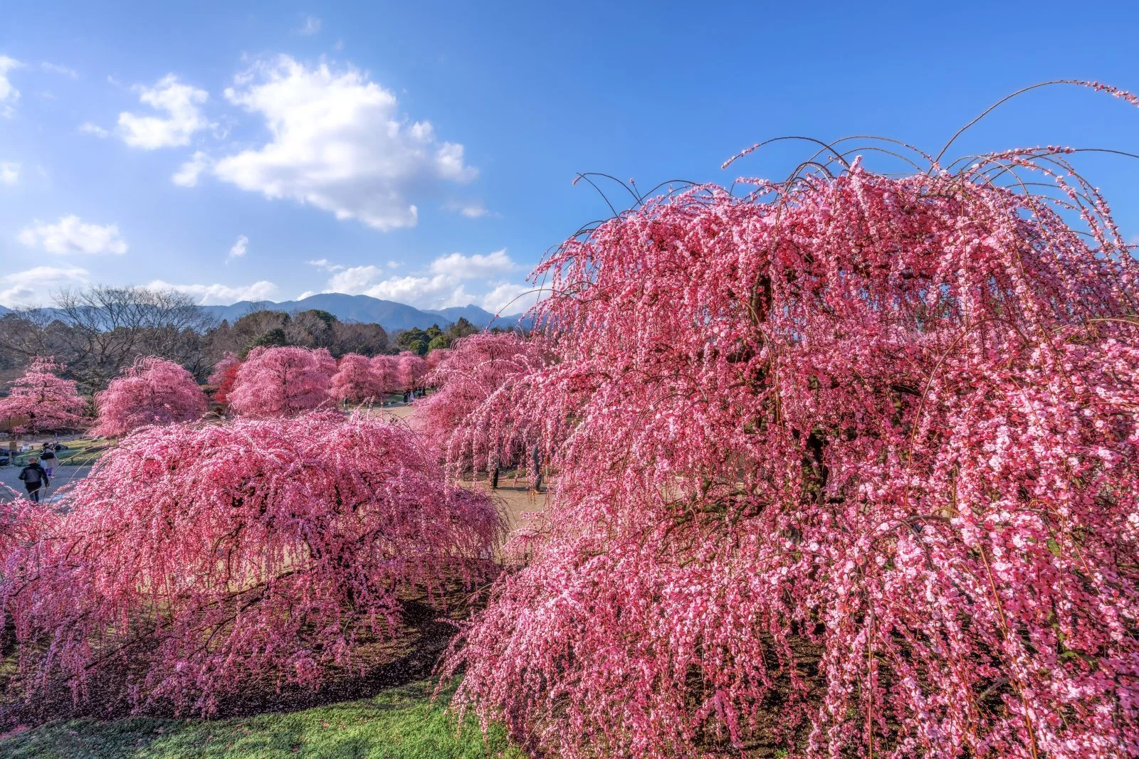 無料壁紙 見晴台から眺める満開のしだれ梅。PCとデスクトップ壁紙に最適な4K高画質の無料壁紙。三重県鈴鹿市の鈴鹿の森庭園で撮影したフリー写真素材