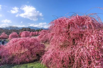 無料壁紙 見晴台から眺める満開のしだれ梅。PCとデスクトップ壁紙に最適な4K高画質の無料壁紙。三重県鈴鹿市の鈴鹿の森庭園で撮影したフリー写真素材