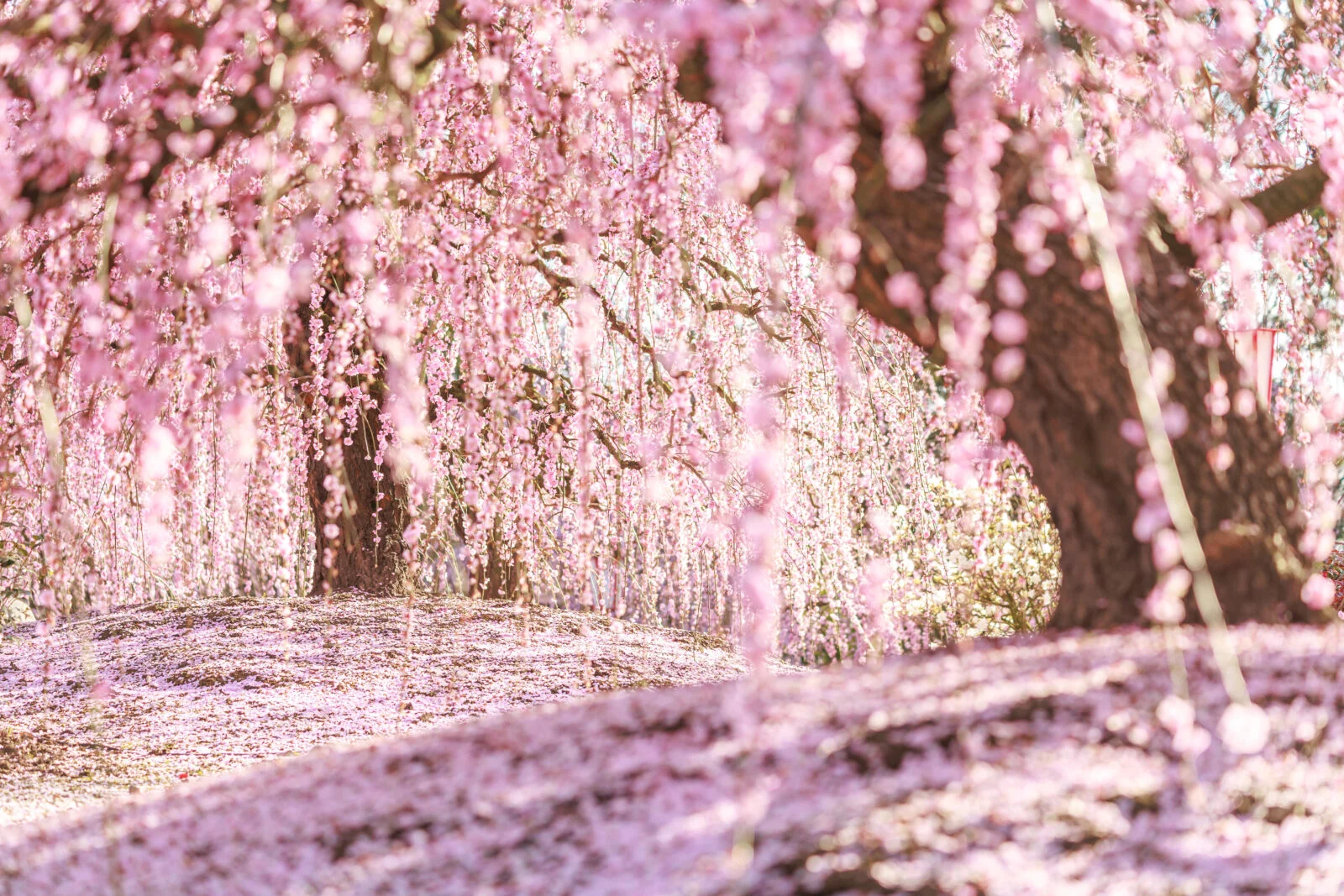 無料壁紙 梅のシャンデリアが続く絶景。PCとデスクトップ壁紙に最適な4K高画質の無料壁紙。三重県鈴鹿市の鈴鹿の森庭園で撮影したフリー写真素材