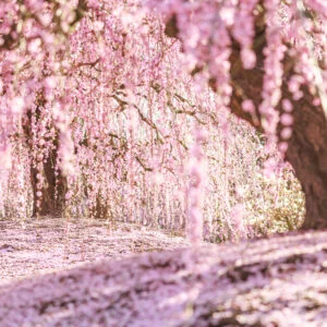 無料壁紙 梅のシャンデリアが続く絶景。PCとデスクトップ壁紙に最適な4K高画質の無料壁紙。三重県鈴鹿市の鈴鹿の森庭園で撮影したフリー写真素材