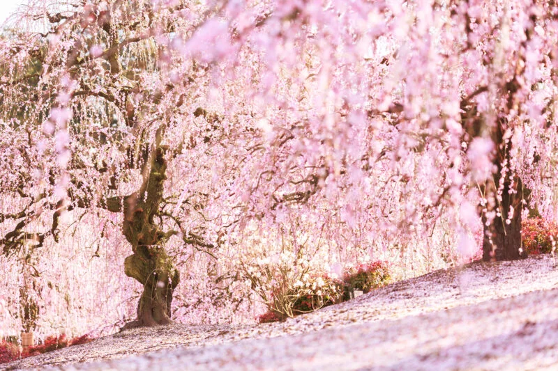 無料壁紙 ２本の美しい梅の絶景と梅の絨毯。PCとデスクトップ壁紙に最適な4K高画質の無料壁紙。三重県鈴鹿市の鈴鹿の森庭園で撮影したフリー写真素材