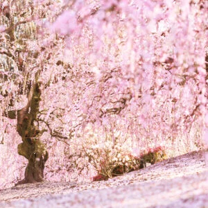 無料壁紙 ２本の美しい梅の絶景と梅の絨毯。PCとデスクトップ壁紙に最適な4K高画質の無料壁紙。三重県鈴鹿市の鈴鹿の森庭園で撮影したフリー写真素材