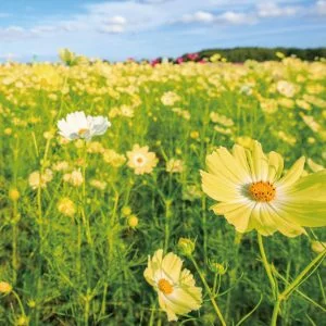 無料壁紙 黄色のコスモス。PCとデスクトップ壁紙に最適な4K高画質の無料壁紙。三重県菰野町の田光のコスモス畑で撮影したフリー写真素材