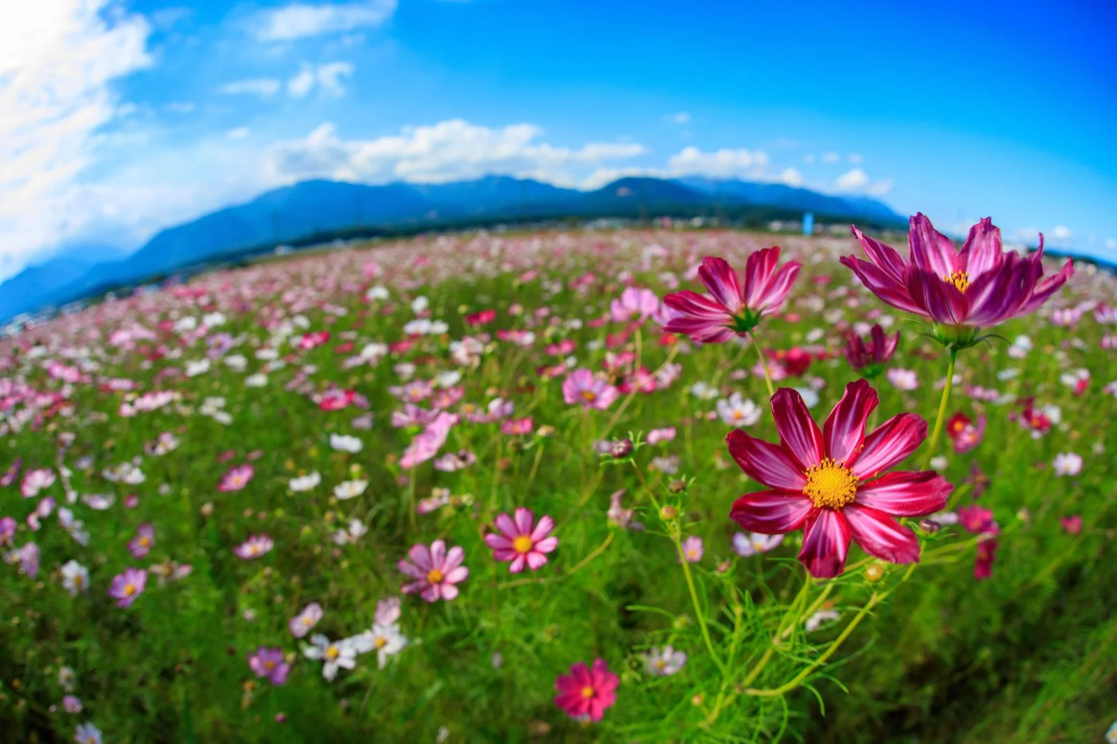 無料壁紙 魚眼の世界。PCとデスクトップ壁紙に最適な4K高画質の無料壁紙。三重県菰野町の田光のコスモス畑で撮影したフリー写真素材