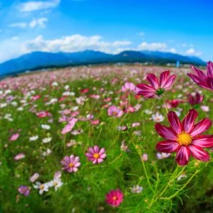 無料壁紙 魚眼の世界。PCとデスクトップ壁紙に最適な4K高画質の無料壁紙。三重県菰野町の田光のコスモス畑で撮影したフリー写真素材