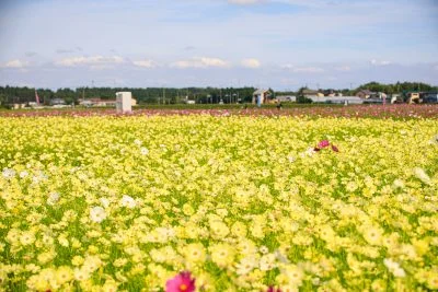 無料壁紙 満開のコスモス。PCとデスクトップ壁紙に最適な4K高画質の無料壁紙。三重県菰野町の田光のコスモス畑で撮影したフリー写真素材