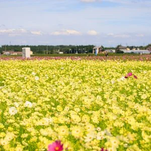 無料壁紙 満開のコスモス。PCとデスクトップ壁紙に最適な4K高画質の無料壁紙。三重県菰野町の田光のコスモス畑で撮影したフリー写真素材