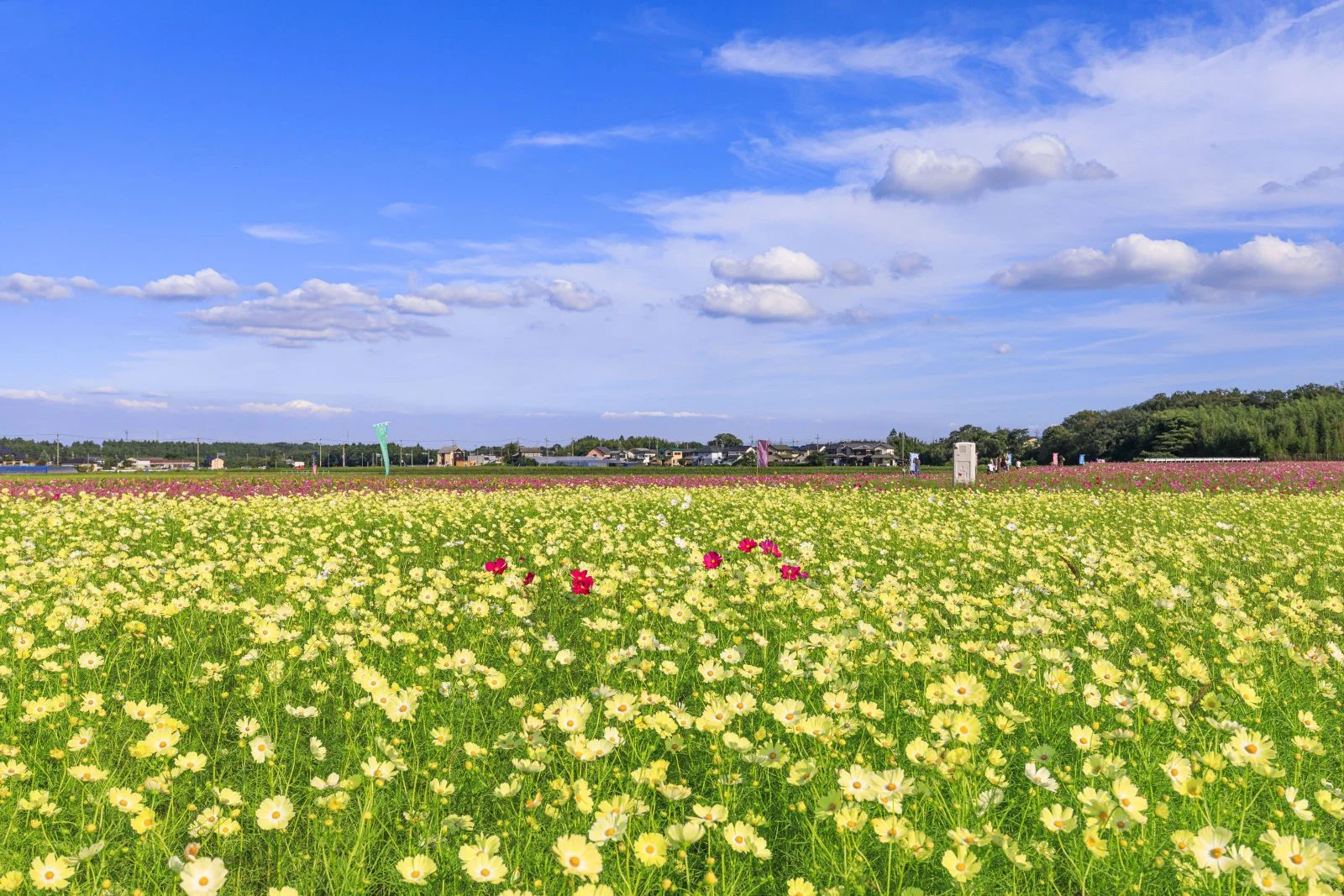 無料壁紙 青空と黄色いコスモス。PCとデスクトップ壁紙に最適な4K高画質の無料壁紙。三重県菰野町の田光のコスモス畑で撮影したフリー写真素材