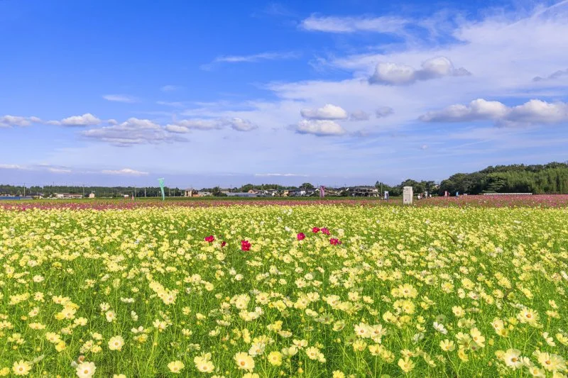 無料壁紙 青空と黄色いコスモス。PCとデスクトップ壁紙に最適な4K高画質の無料壁紙。三重県菰野町の田光のコスモス畑で撮影したフリー写真素材