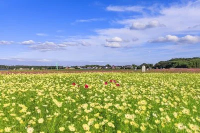 無料壁紙 青空と黄色いコスモス。PCとデスクトップ壁紙に最適な4K高画質の無料壁紙。三重県菰野町の田光のコスモス畑で撮影したフリー写真素材