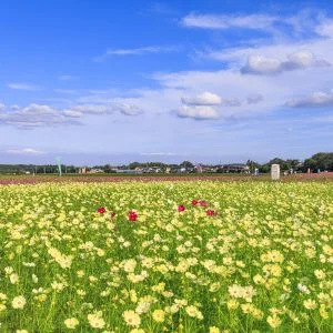 無料壁紙 青空と黄色いコスモス。PCとデスクトップ壁紙に最適な4K高画質の無料壁紙。三重県菰野町の田光のコスモス畑で撮影したフリー写真素材