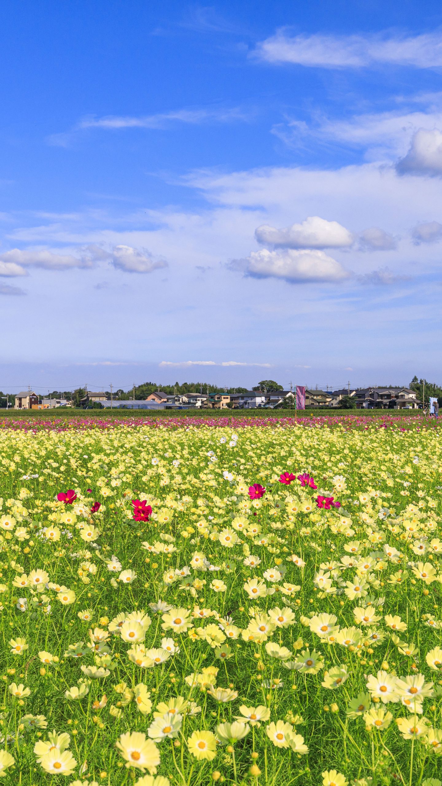 青空と黄色いコスモス(三重県菰野町・田光のコスモス畑)