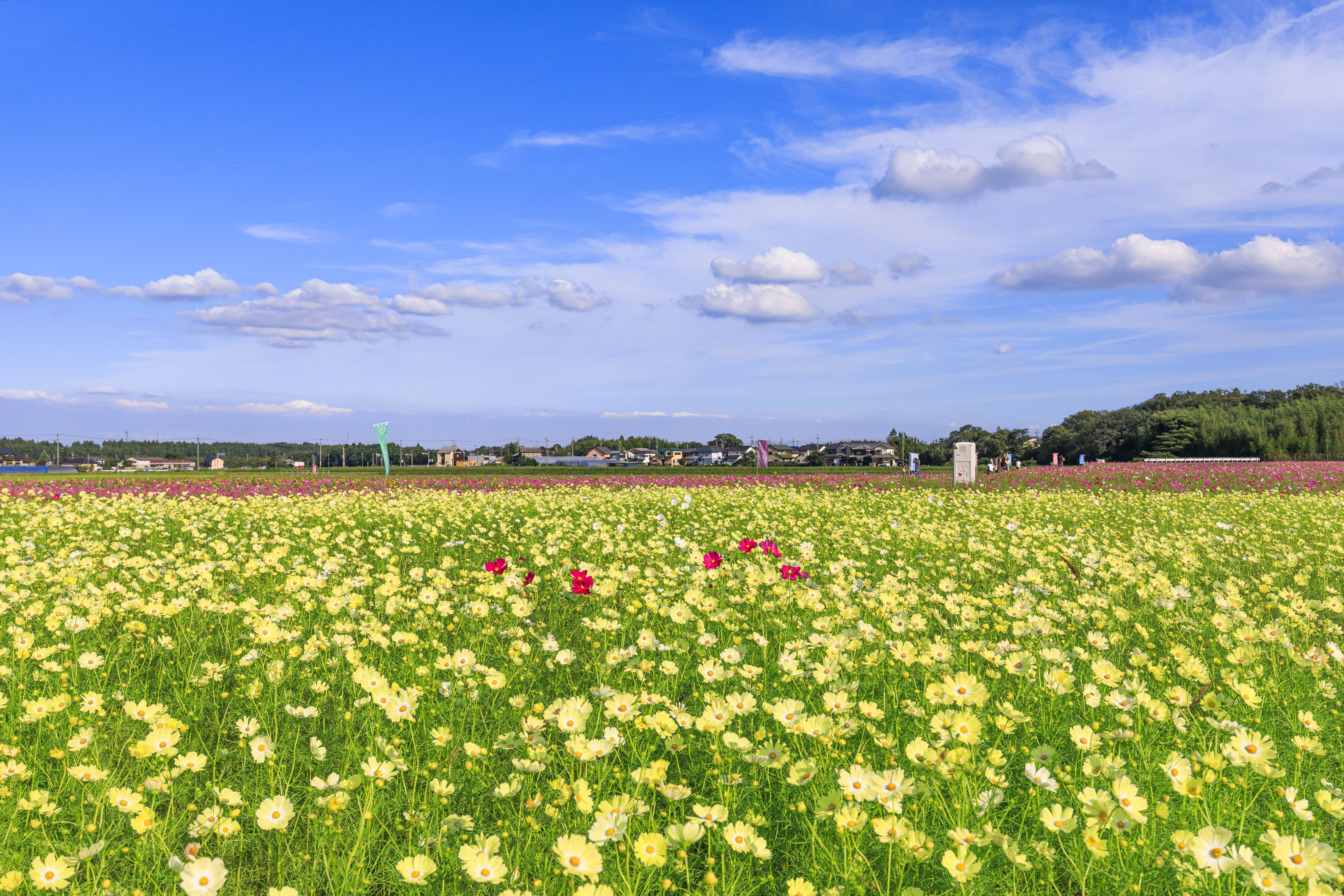 青空と黄色いコスモス(三重県菰野町・田光のコスモス畑)