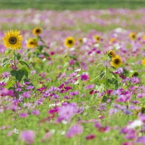 無料壁紙 小さいヒマワリ見つけた。PCとデスクトップ壁紙に最適な4K高画質の無料壁紙。三重県菰野町の田光のコスモス畑で撮影したフリー写真素材