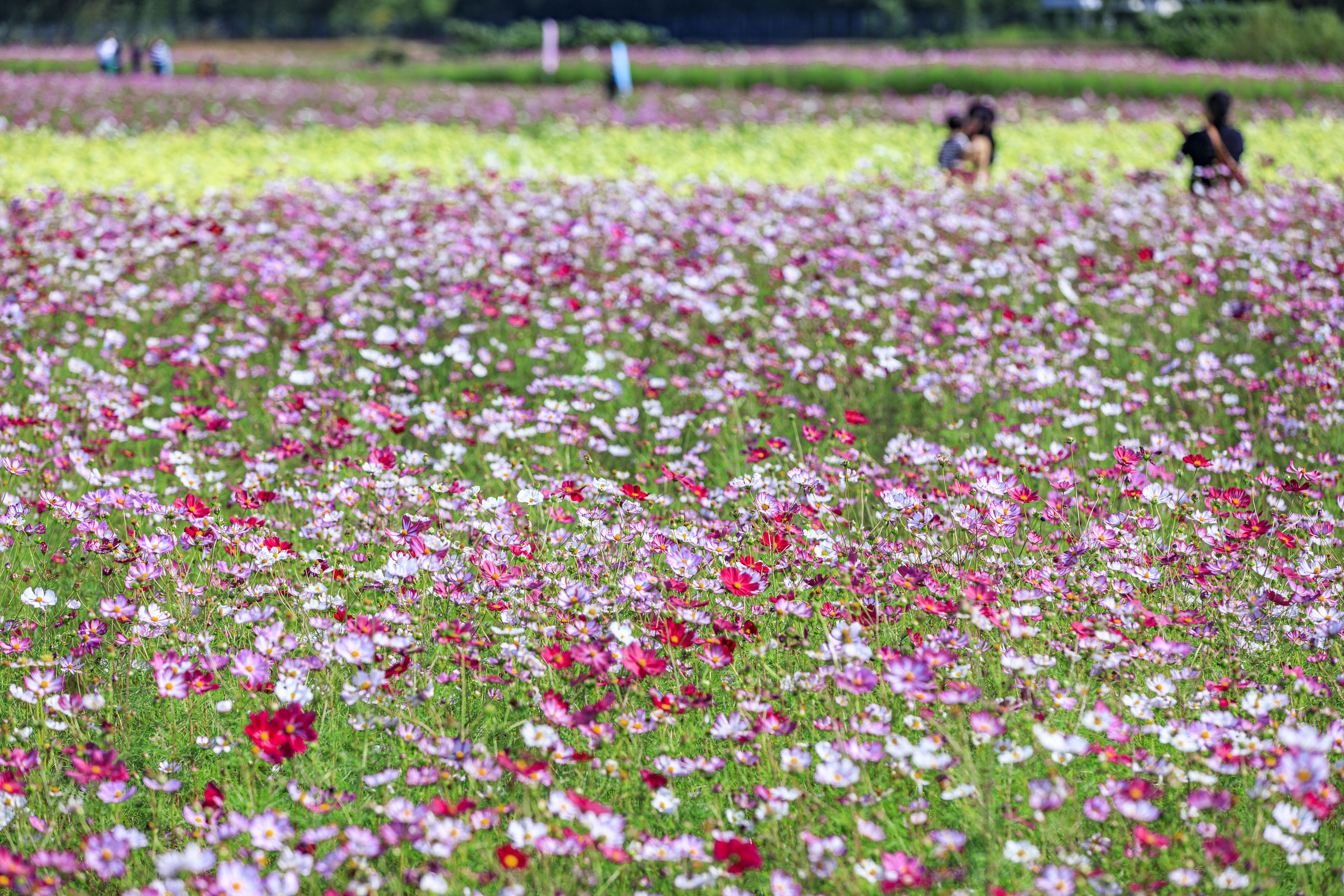 人で賑わうコスモス畑(三重県菰野町・田光のコスモス畑)