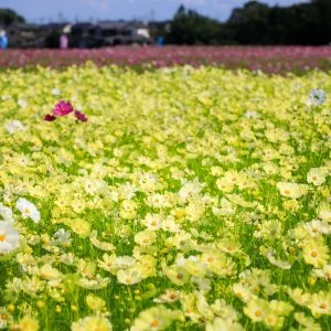 無料壁紙 赤〜白〜黄色〜♪。PCとデスクトップ壁紙に最適な4K高画質の無料壁紙。三重県菰野町の田光のコスモス畑で撮影したフリー写真素材