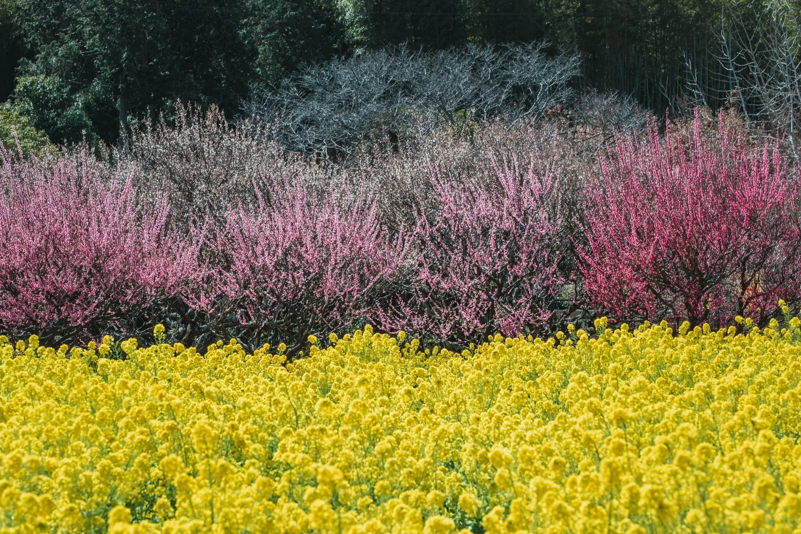 無料壁紙 菜の花と梅。PCとデスクトップ壁紙に最適な4K高画質の無料壁紙。三重県松阪市の田口梅林園で撮影したフリー写真素材