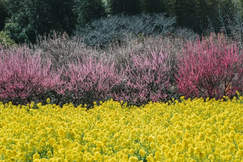 無料壁紙 菜の花と梅。PCとデスクトップ壁紙に最適な4K高画質の無料壁紙。三重県松阪市の田口梅林園で撮影したフリー写真素材