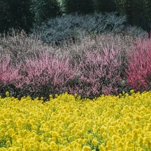 無料壁紙 菜の花と梅。PCとデスクトップ壁紙に最適な4K高画質の無料壁紙。三重県松阪市の田口梅林園で撮影したフリー写真素材