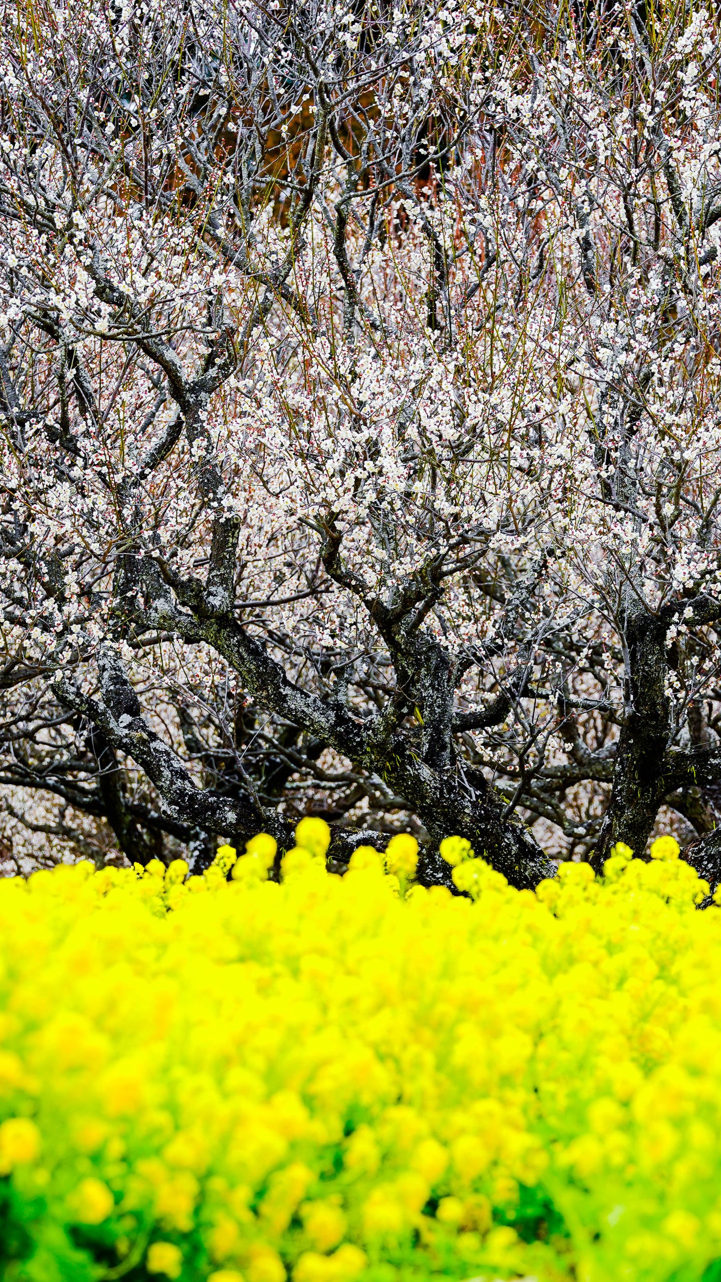 白梅と菜の花(三重県松阪市・田口梅林園)