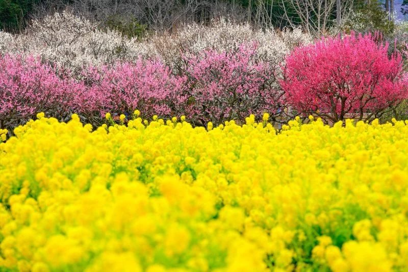 無料壁紙 梅と菜の花の共演。PCとデスクトップ壁紙に最適な4K高画質の無料壁紙。三重県松阪市の田口梅林園で撮影したフリー写真素材