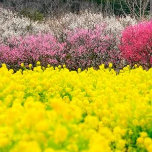 無料壁紙 梅と菜の花の共演。PCとデスクトップ壁紙に最適な4K高画質の無料壁紙。三重県松阪市の田口梅林園で撮影したフリー写真素材