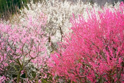 無料壁紙 紅梅・白梅の共演。PCとデスクトップ壁紙に最適な4K高画質の無料壁紙。三重県松阪市の田口梅林園で撮影したフリー写真素材