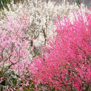 無料壁紙 紅梅・白梅の共演。PCとデスクトップ壁紙に最適な4K高画質の無料壁紙。三重県松阪市の田口梅林園で撮影したフリー写真素材