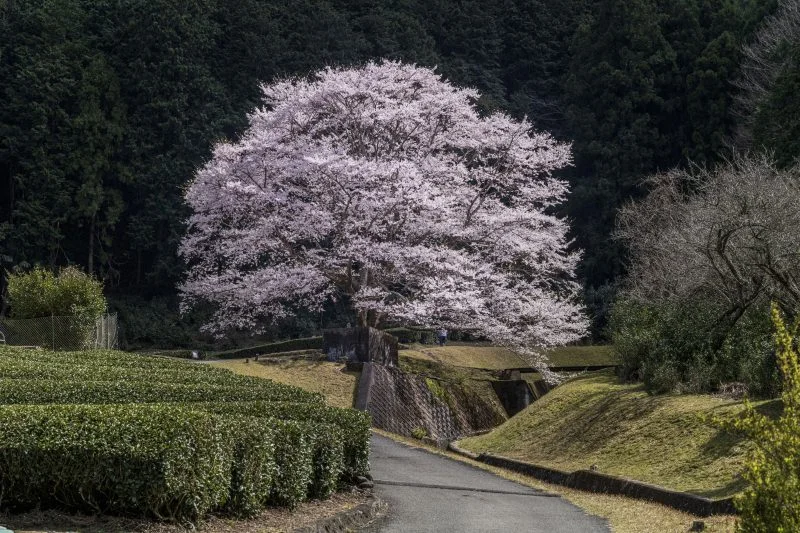 無料壁紙 白い淡墨桜。PCとデスクトップ壁紙に最適な4K高画質の無料壁紙。三重県津市の竹原の淡墨桜（薄墨桜）で撮影したフリー写真素材