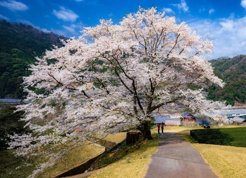 無料壁紙 満開の薄墨桜。PCとデスクトップ壁紙に最適な4K高画質の無料壁紙。三重県津市の竹原の淡墨桜（薄墨桜）で撮影したフリー写真素材