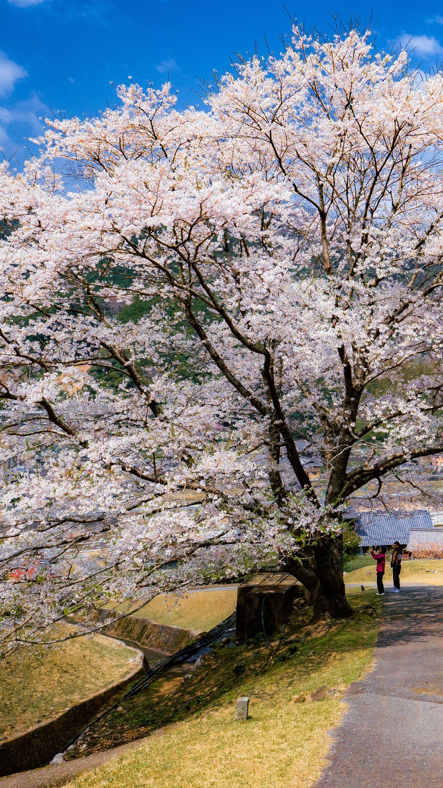 満開の薄墨桜(三重県津市・竹原の淡墨桜(薄墨桜))
