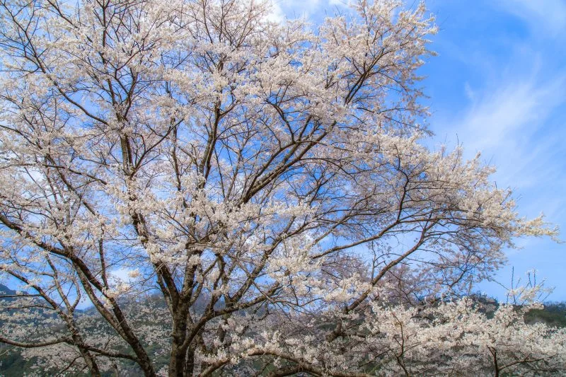 無料壁紙 薄墨桜の春の青空。PCとデスクトップ壁紙に最適な4K高画質の無料壁紙。三重県津市の竹原の淡墨桜（薄墨桜）で撮影したフリー写真素材