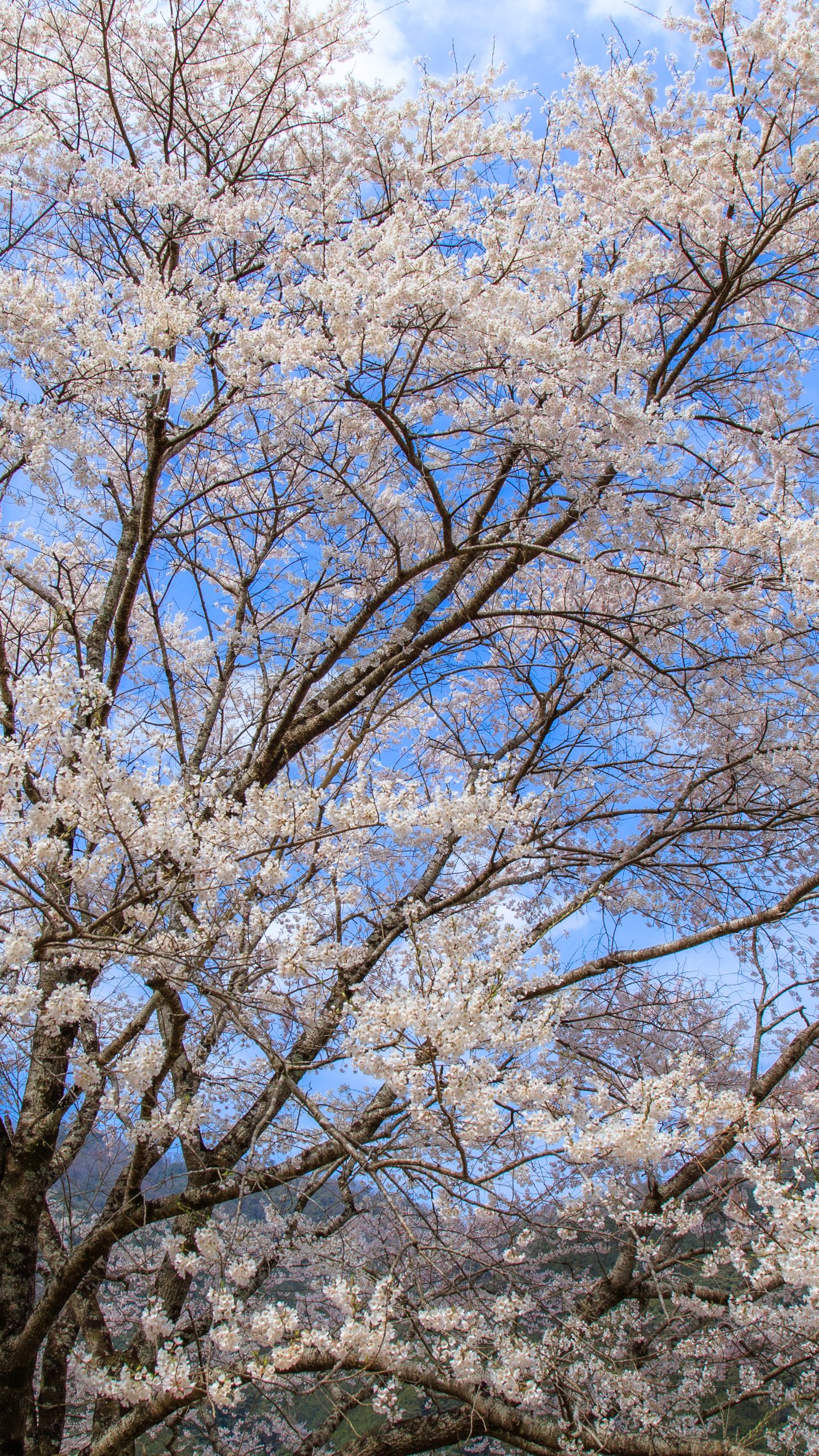 無料壁紙 薄墨桜の春の青空。PCとデスクトップ壁紙に最適な4K高画質の無料壁紙。三重県津市の竹原の淡墨桜(薄墨桜)で撮影したフリー写真素材