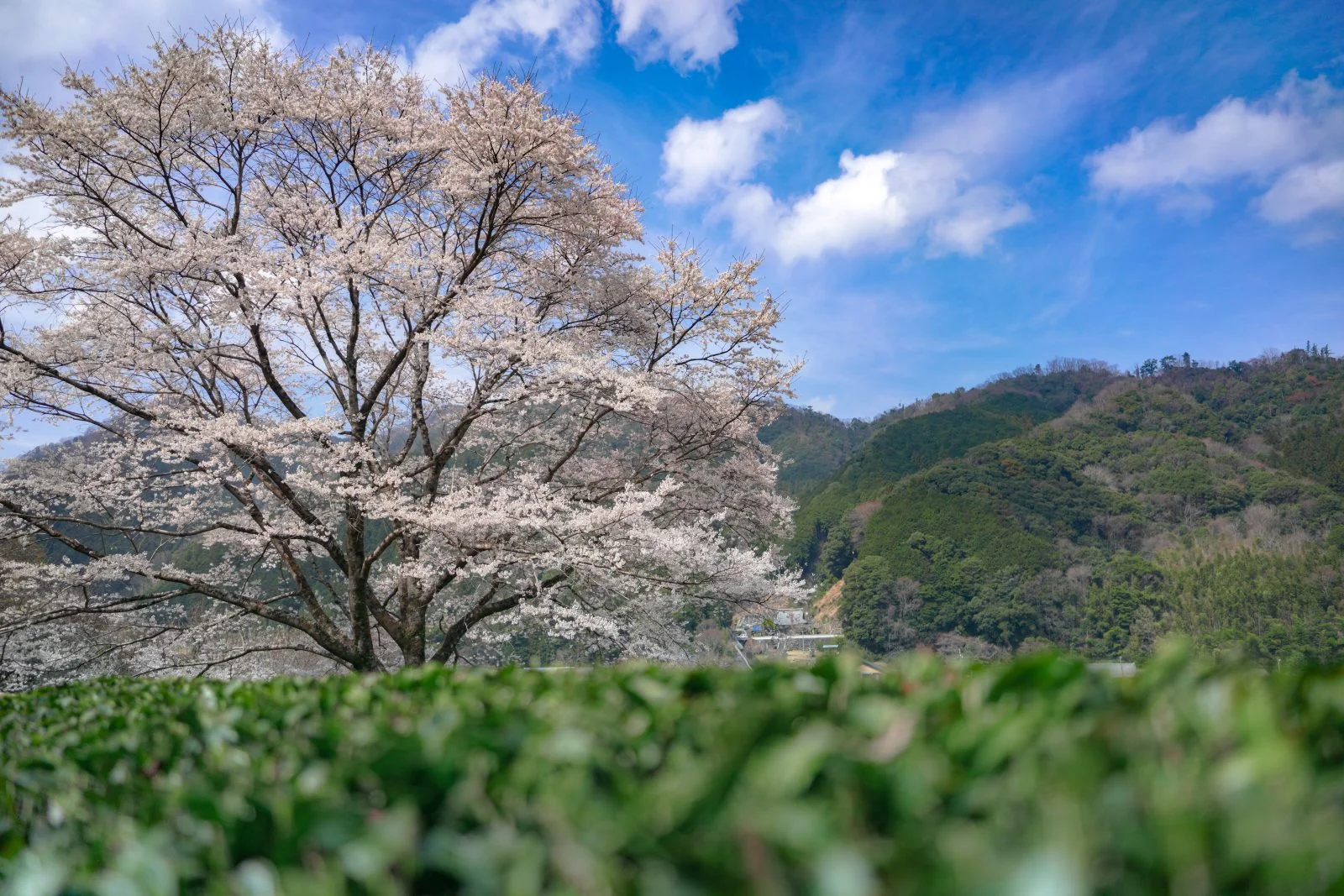 無料壁紙 茶畑と薄墨桜。PCとデスクトップ壁紙に最適な4K高画質の無料壁紙。三重県津市の竹原の淡墨桜（薄墨桜）で撮影したフリー写真素材