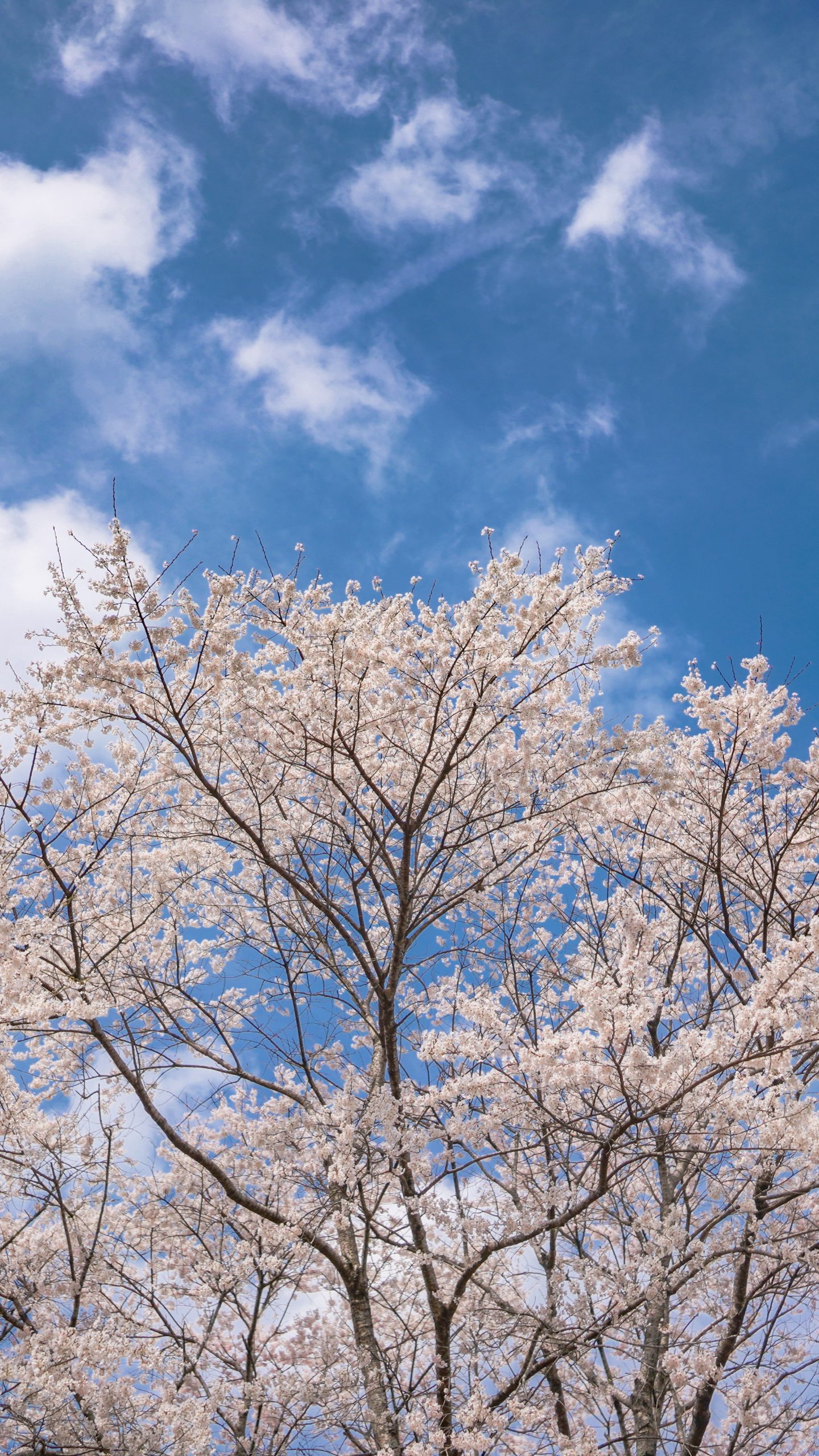 青空と薄墨桜(三重県津市・竹原の淡墨桜(薄墨桜))