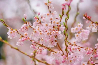 無料壁紙 薄墨桜の花びら。PCとデスクトップ壁紙に最適な4K高画質の無料壁紙。三重県津市の竹原の淡墨桜（薄墨桜）で撮影したフリー写真素材