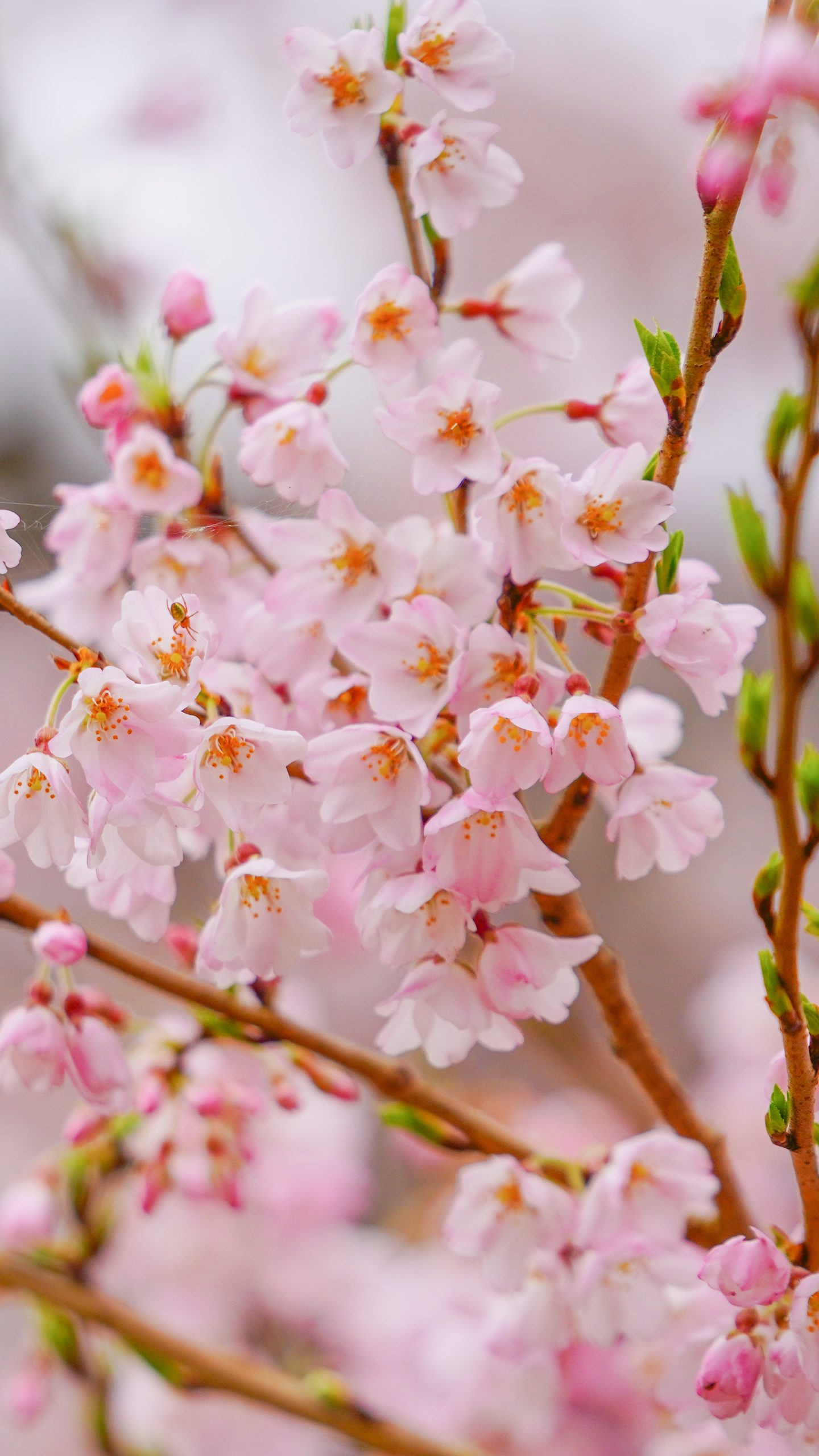 薄墨桜の花びら(三重県津市・竹原の淡墨桜(薄墨桜))