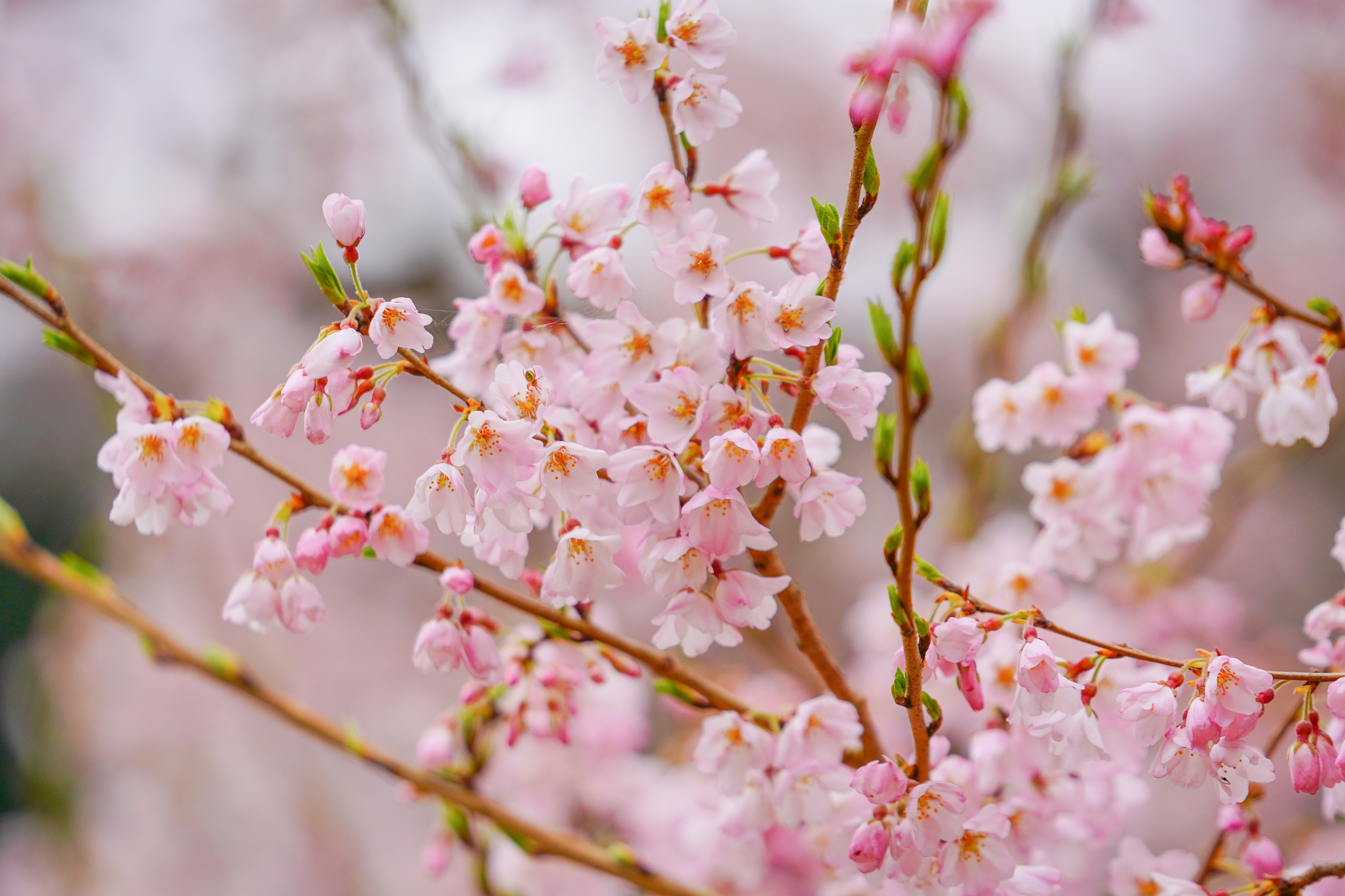 無料壁紙 薄墨桜の花びら。PCとデスクトップ壁紙に最適な4K高画質の無料壁紙。三重県津市の竹原の淡墨桜(薄墨桜)で撮影したフリー写真素材