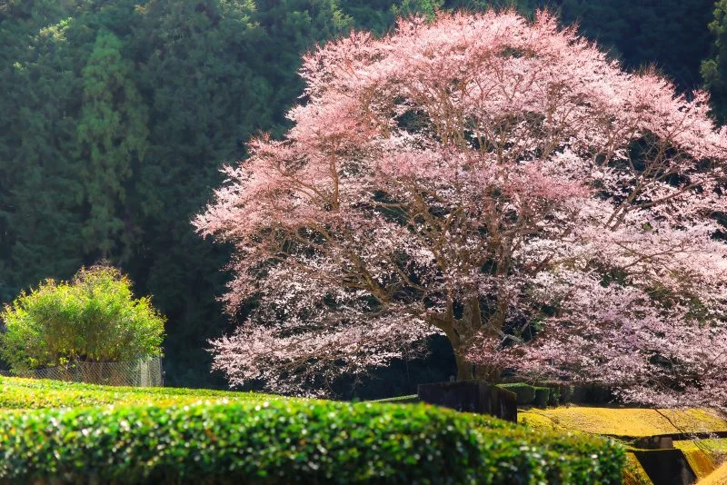 無料壁紙 茶畑とピンク色の淡墨桜。PCとデスクトップ壁紙に最適な4K高画質の無料壁紙。三重県津市の竹原の淡墨桜（薄墨桜）で撮影したフリー写真素材