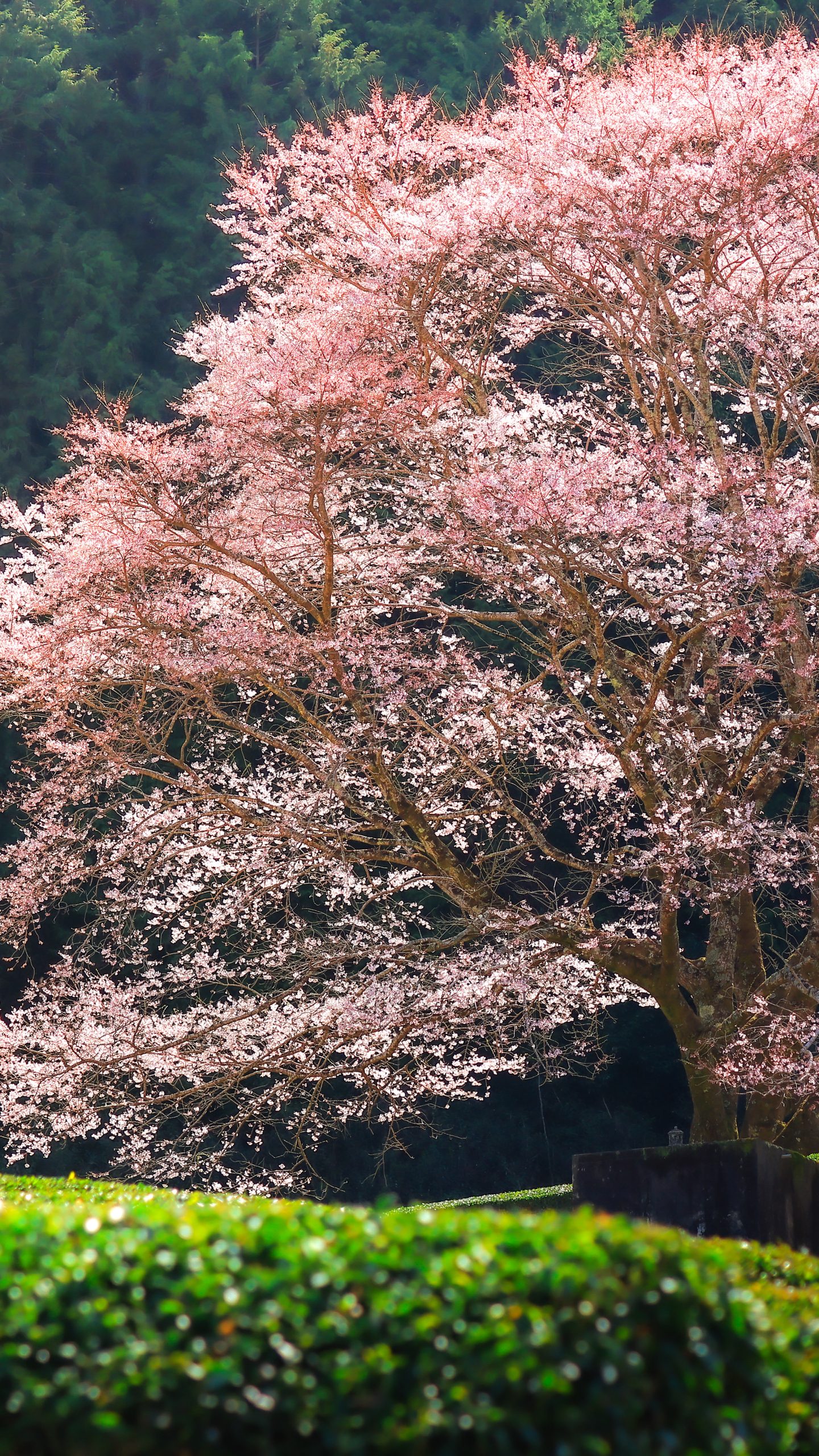 無料壁紙 茶畑とピンク色の淡墨桜。PCとデスクトップ壁紙に最適な4K高画質の無料壁紙。三重県津市の竹原の淡墨桜(薄墨桜)で撮影したフリー写真素材