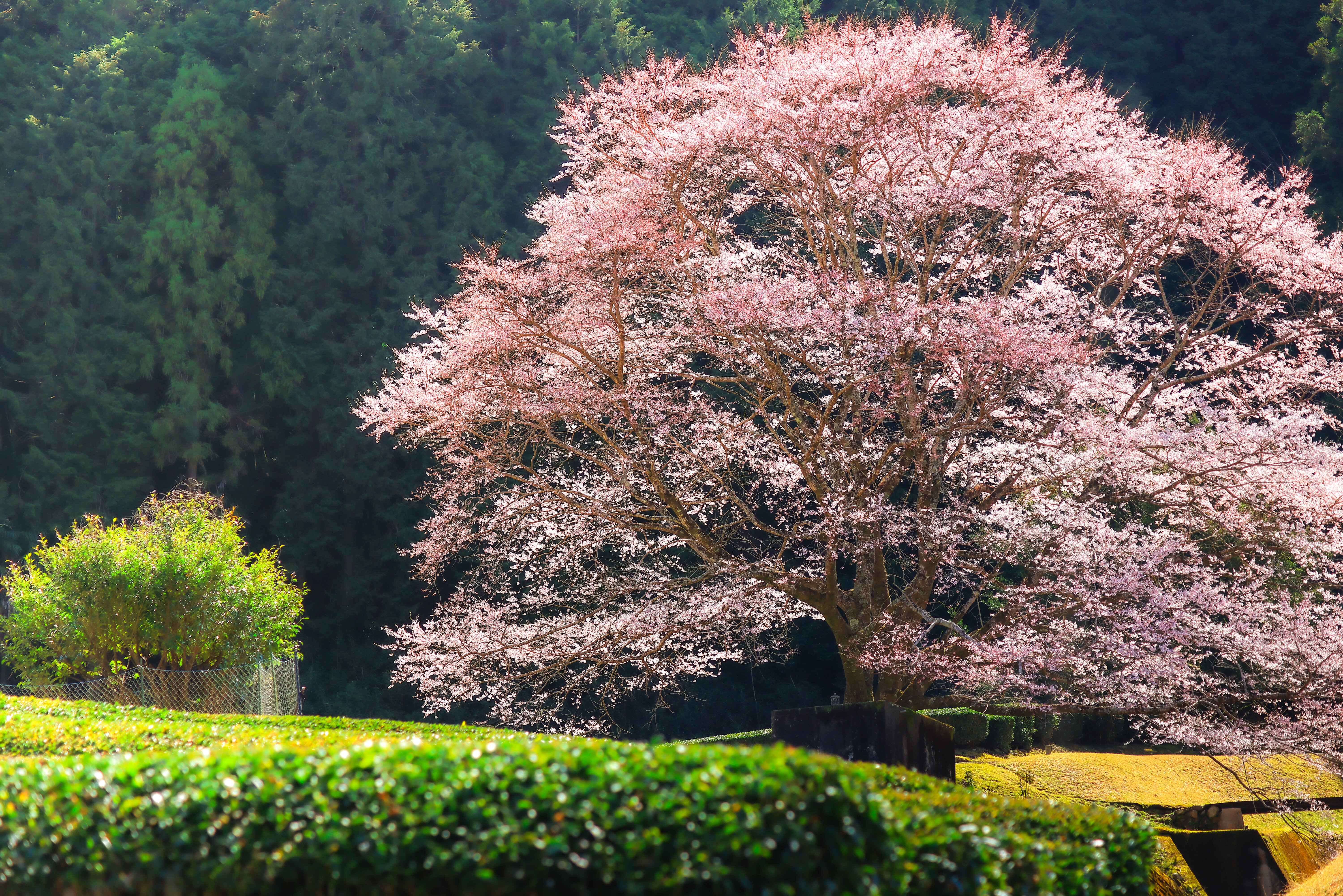 無料壁紙 茶畑とピンク色の淡墨桜。PCとデスクトップ壁紙に最適な4K高画質の無料壁紙。三重県津市の竹原の淡墨桜(薄墨桜)で撮影したフリー写真素材